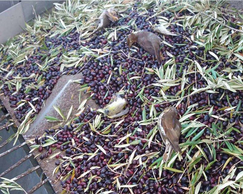 地中海橄欖收割機 每年吸入數百萬隻鳥致死
