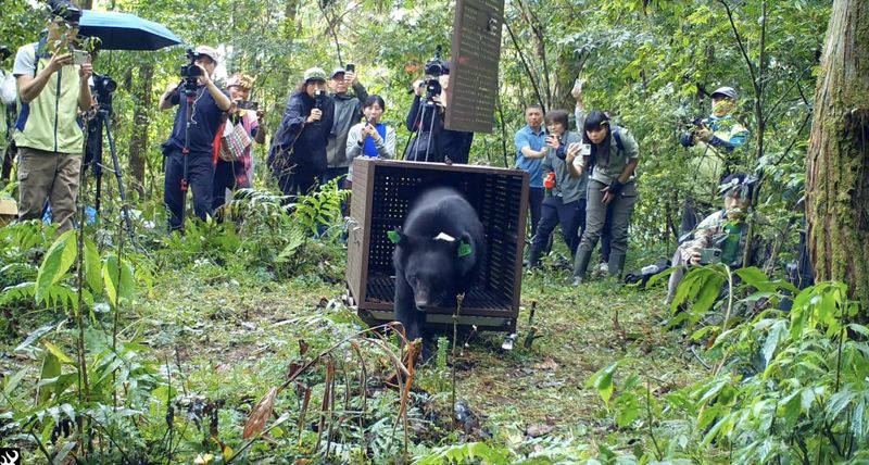 黑熊誤入山豬吊傷復野放 陷阱疑為獵人放置難溯源