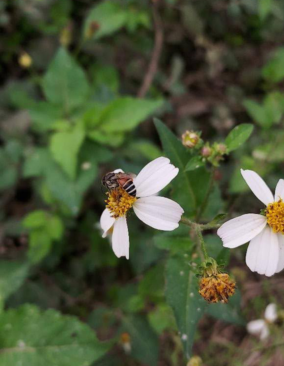 小蜜蜂（Apis florea）雖然會產蜜，但是在台灣是強勢入侵種。照片來源：蔡明憲 提供