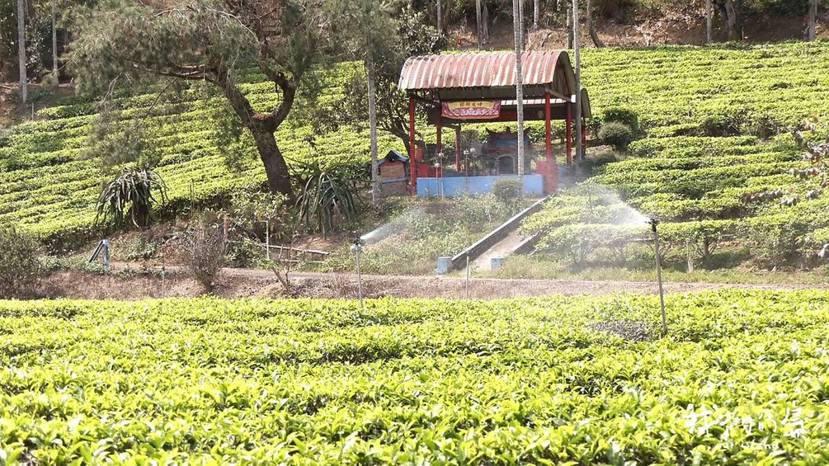依傍山水間：紅茶小農返鄉記