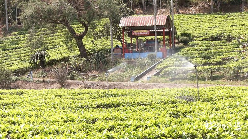 依傍山水間：紅茶小農返鄉記