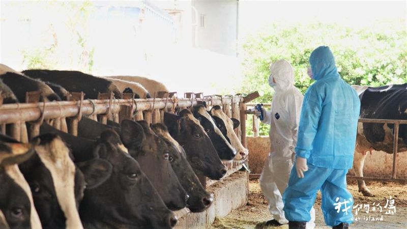 牧場防疫大作戰 牛結節疹威脅台灣牛 防治有賴昆蟲學、獸醫學跨領域合作