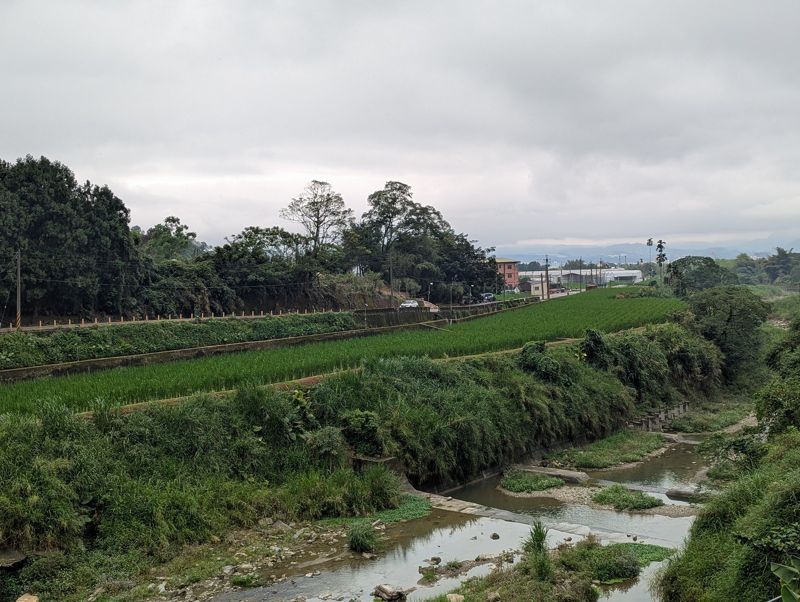 埔里茭白筍要好水 產量占全國八成 掩埋場進駐上游成隱憂