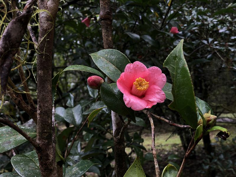 精準掌握福山植物園開花情報 「物候調查」20年功不可沒