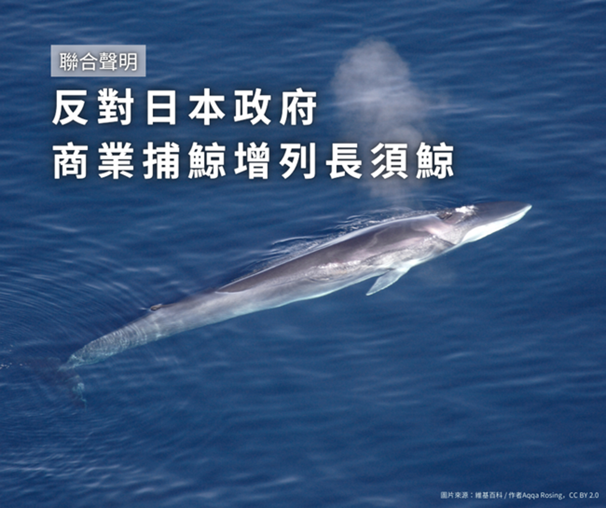 反對日本政府商業捕鯨增列長須鯨