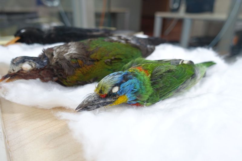 玻璃窗成鳥類隱形殺手 猛禽醫師籲善用貼紙預防「窗殺」事故