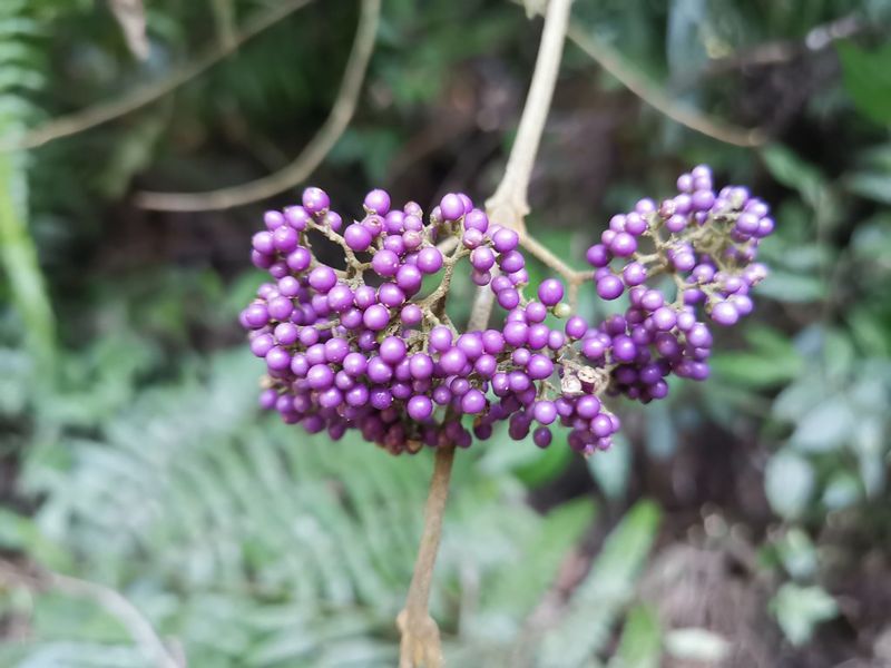樹皮當檳榔、全株當藥草 排灣族的祭祀聖物杜虹花