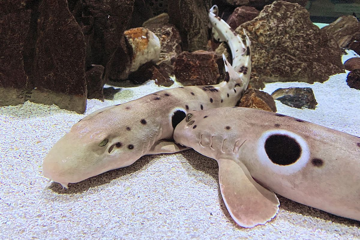 抖音炫耀帶起飼養鯊魚潮 專家：你不適合養鯊的五個理由