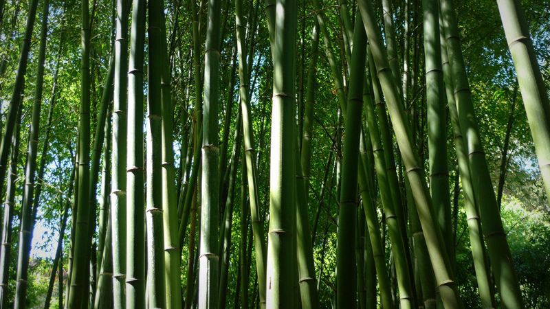 竹子侵入森林 日本除「竹害」賺綠金!