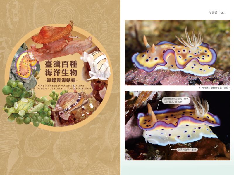 《台灣百種海洋生物：海螺與海蛞蝓》收錄逾百種海洋腹足類 打開海洋多樣性的一扇窗