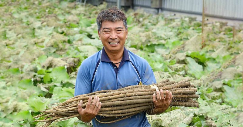 強「蒡」屏東歸來：規模化種植有機牛蒡的先驅