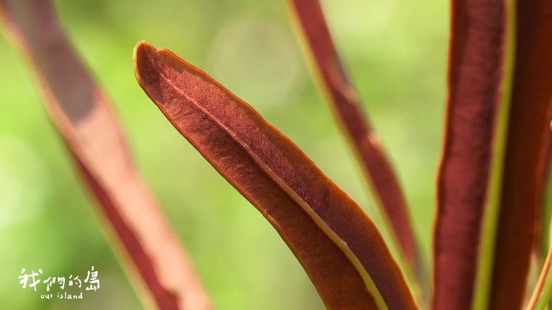 消失300年 珍稀鹵蕨如何重回淡水河？