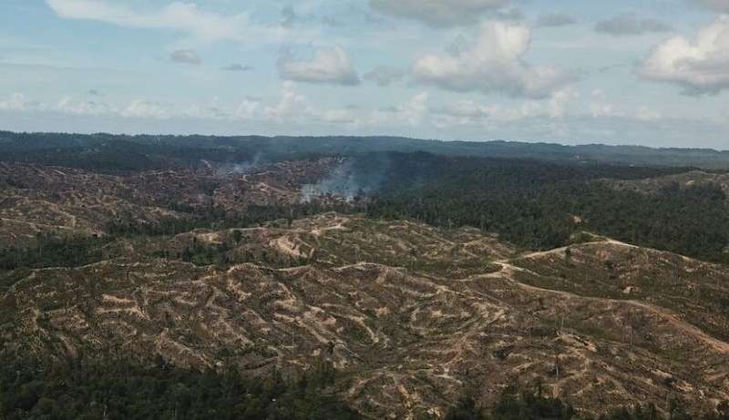 砂拉越原住民提出訴訟 挑戰大馬棕櫚油業
