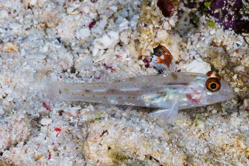 保育也看外表？ 新研究：「顏值」較低的魚種 滅絕風險較高