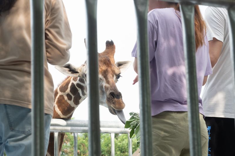 頑皮世界擬引進18隻長頸鹿 動保團體批飼養條件差 10年死4隻