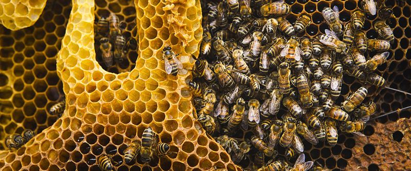 Bee friendly 全球蜂群大崩潰，幫牠們度過難關！