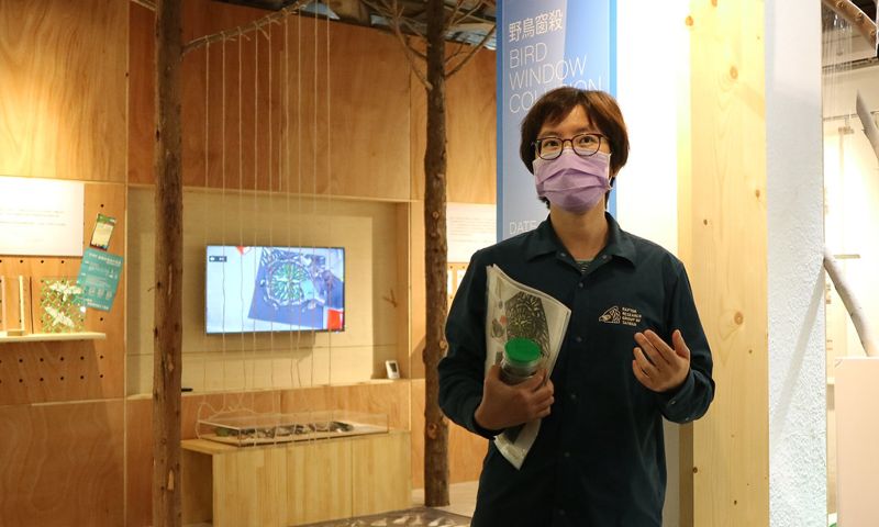撞玻璃是猛禽救傷原因第二位 草山猛禽中心辦特展盼正視隱形的窗殺陷阱