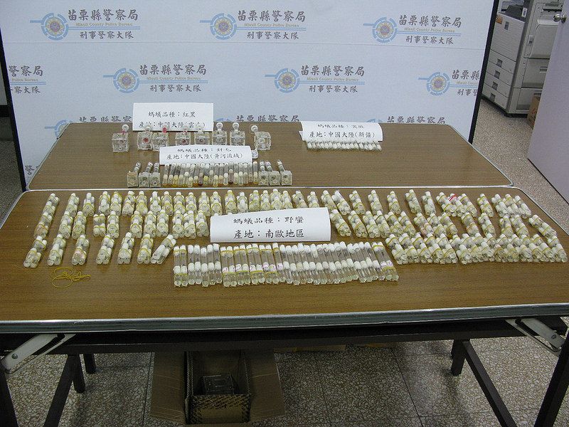 快遞走私中國螞蟻 險成入侵種防疫漏洞