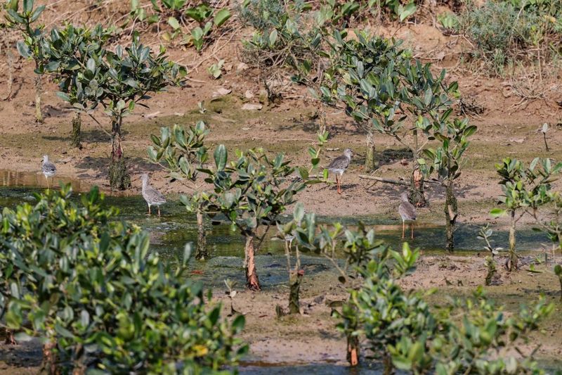 替珊瑚礁、紅樹林、海草床投保 中國的藍色保險初嘗試
