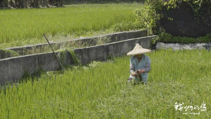 清水良田變工廠 鎧全產業園區對農業造成什麼衝擊？