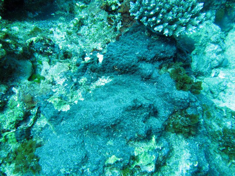 綠島珊瑚礁體檢 東北季風成天然「禁漁期」