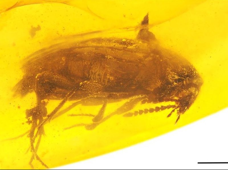 新種「平世異特偽蕈甲」發表 為我國古昆蟲學研究加溫