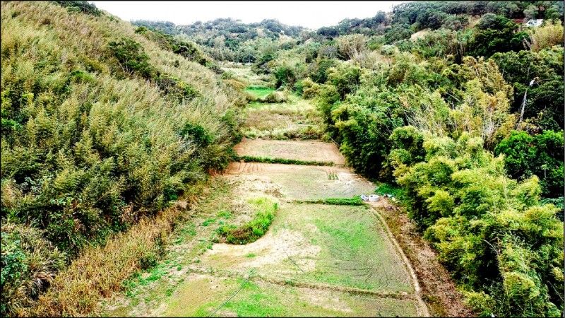 通霄淺山擬設光電 保育團體憂毀石虎棲地