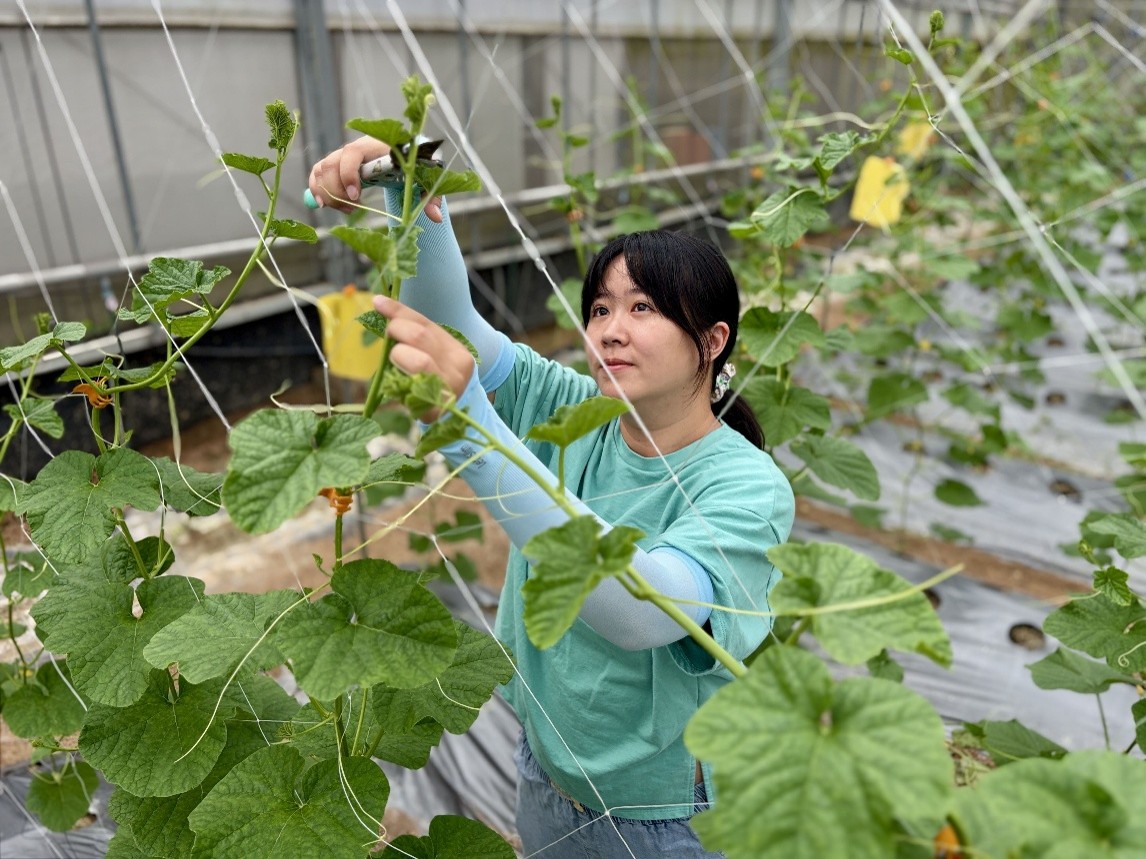 林巧悅與丈夫謝晉遠共同經營「竹青亭有機農場」,種植有機草莓。圖片來源:林巧悅 提供