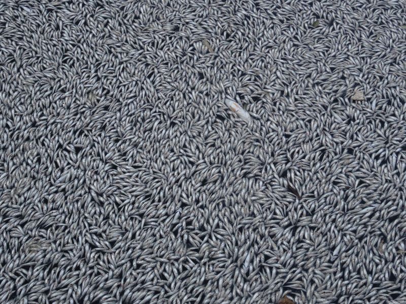 脫氧海洋! 研究:「死亡區」自1950年擴大四倍