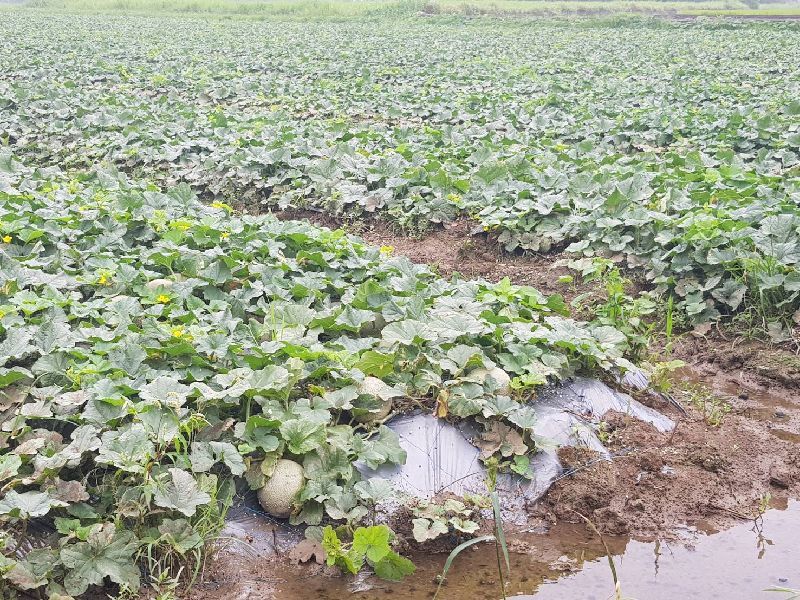 豪雨災情首報農損1643萬 木瓜、西瓜損失金額最大