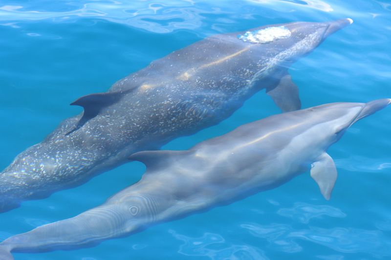 海保署預告四項海洋野生動物保育計畫 鯨豚、三棘鱟等入列