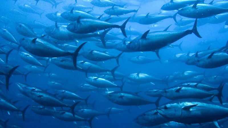夏威夷生魚飯意外受惠 研究：海洋保護區效果外溢 區外黃鰭鮪也增加