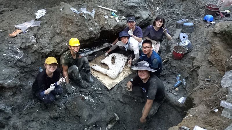 台灣史上最大、最完整鯨魚化石出土 科博館館長：意義重大