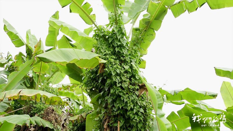 熱解小花蔓澤蘭 把綠癌變綠金