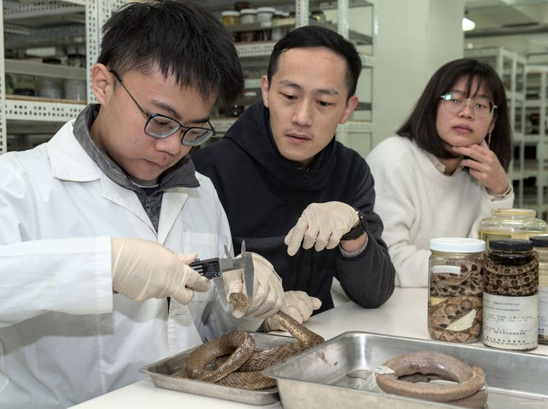 透過千件標本研究蛇眼大小演化關鍵 高中生與科博館團隊登上國際期刊