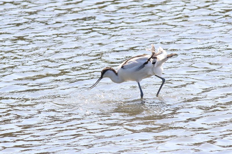 公民數鳥揭示：中國海岸水泥化上萬公里 「新長城」掏空候鳥棲地