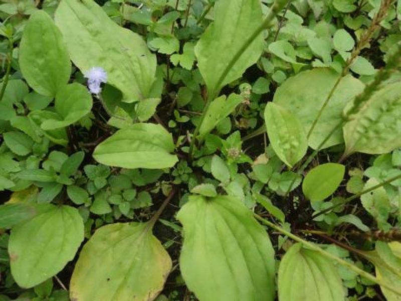 煮茶入菜皆宜 藥用植物大車前草