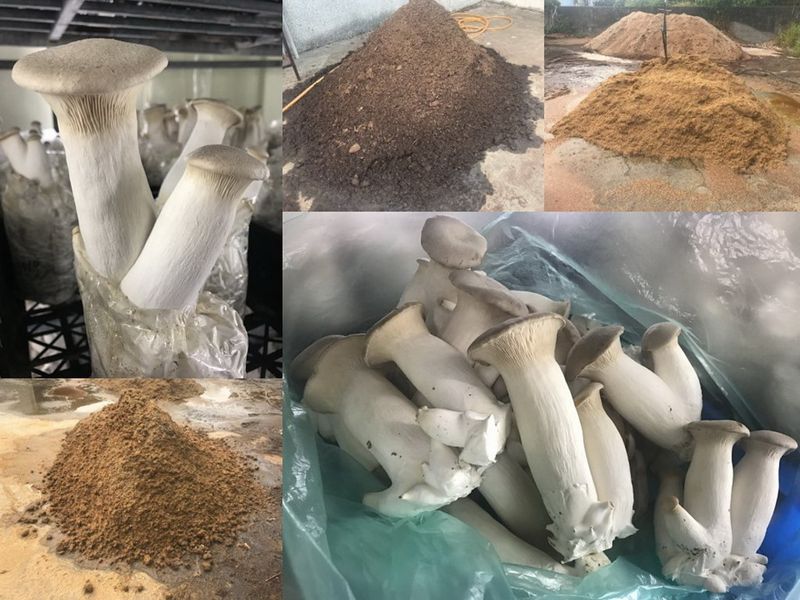 小菇不獨處 台灣年用5億菇類太空包 農試所新解方：二度利用、三次再生化為泥炭土
