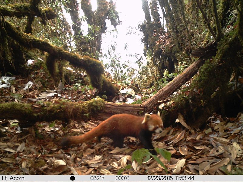 緬北高山是大型哺乳動物避風港 研究發現中華小貓熊、羚牛等40種物種
