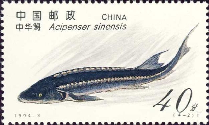 洩洪毀箱網 萬噸鱘魚逃逸威脅長江生態