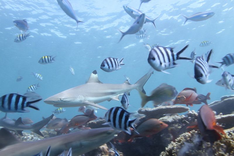 台灣的鯊魚困局 不吃魚翅就解決了嗎？