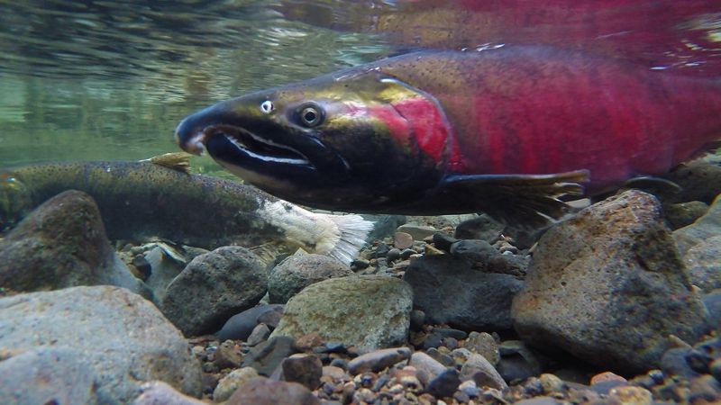 誰是銀鮭集體死亡殺手？ 研究：輪胎磨損的塑膠微粒對水生生物達「劇毒」等級