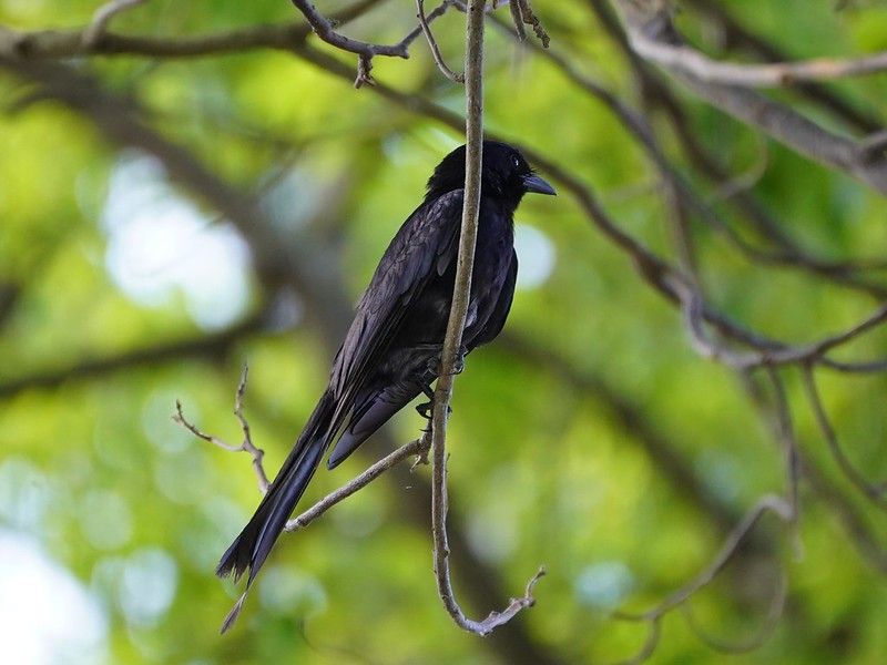 會用「巴頭之術」保護幼鳥：大卷尾