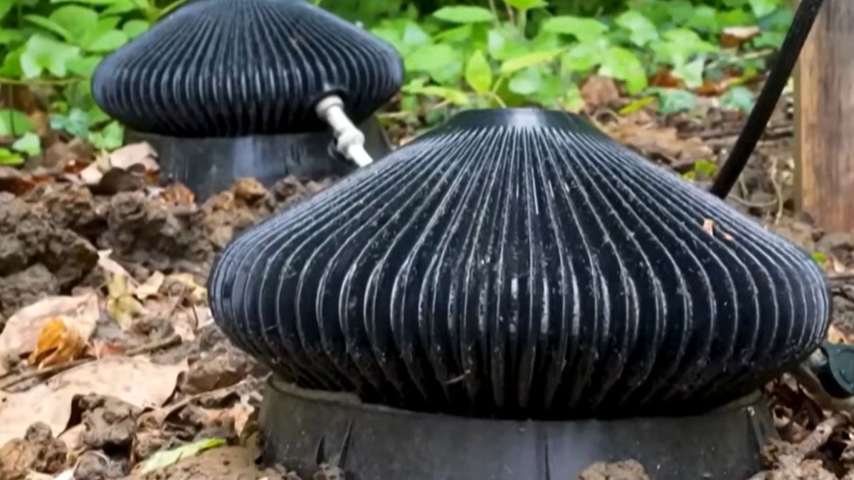 插在土裡就能發電 香菇型「細菌電池」全天候捕捉微生物電子