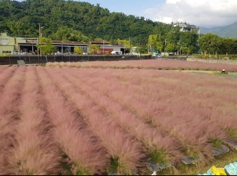 浪漫景點釀外來種入侵威脅 南投業者違法種粉黛亂子草 農委會令一週內移除