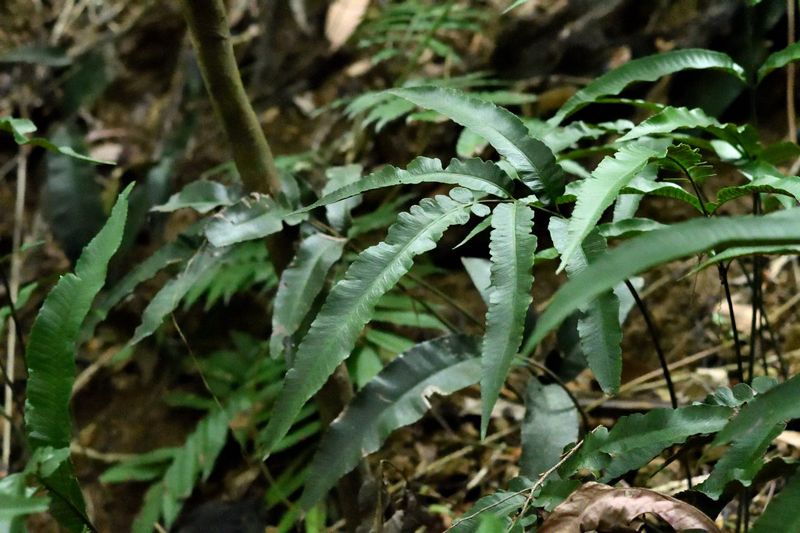 淺山步道的殖民樂園——野放的外來植栽與被吞噬的原生蕨類