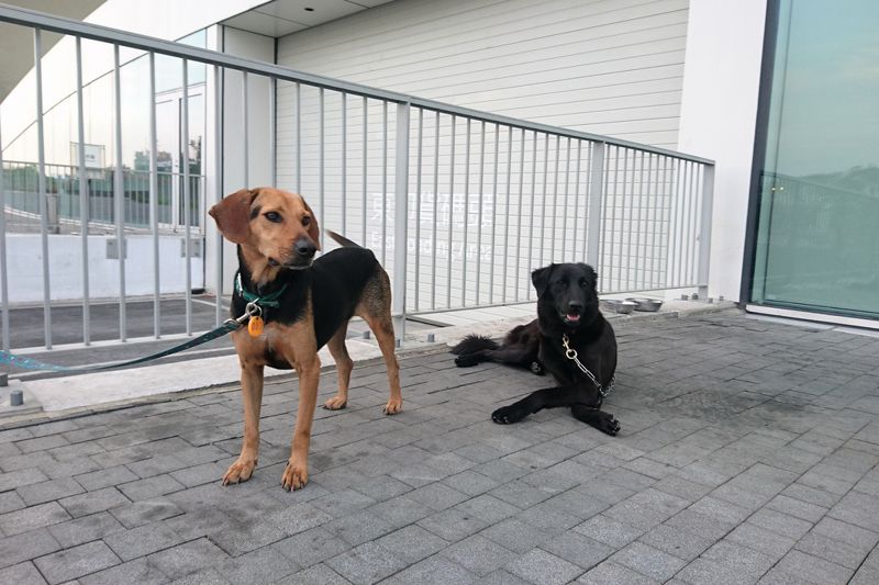 這些收容所就在社區中心 零安樂國外取經 「人進得來、動物出得去」