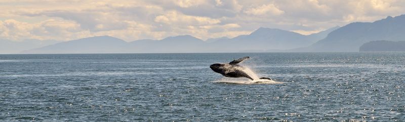 一條鯨魚抵幾千棵樹 緩解暖化天然神器 「護鯨就是固碳」