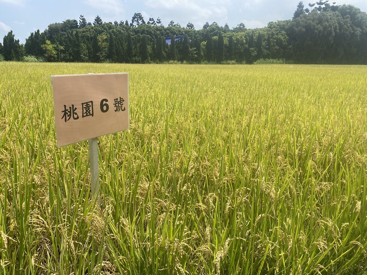 氣候變遷衝擊稻米 農業部推3款新品種：不搶水、少施肥、抗稻熱病