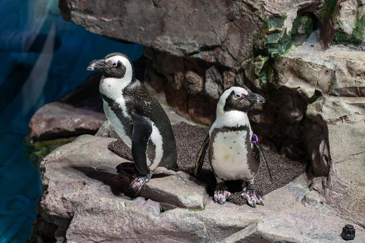 陪他們慢慢變老 美水族館幫年邁企鵝打造「企鵝養老院」
